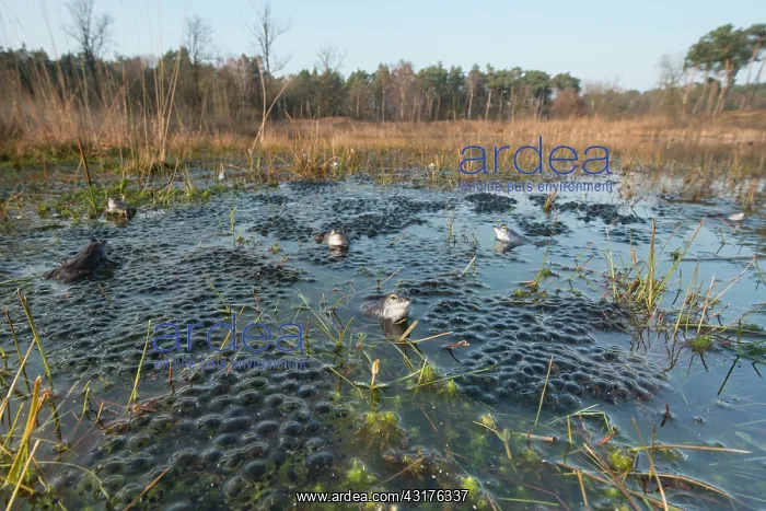 : Moor Frog (Rana arvalis) blue males and a large amount of eggs at breeding : Moor Frog (Rana arvalis) blue males and a large amount of eggs at breeding