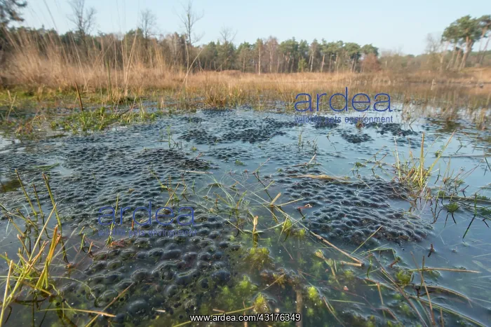 : Moor Frog (Rana arvalis) large amount of eggs at breeding site in moor fen : Moor Frog (Rana arvalis) large amount of eggs at breeding site in moor fen