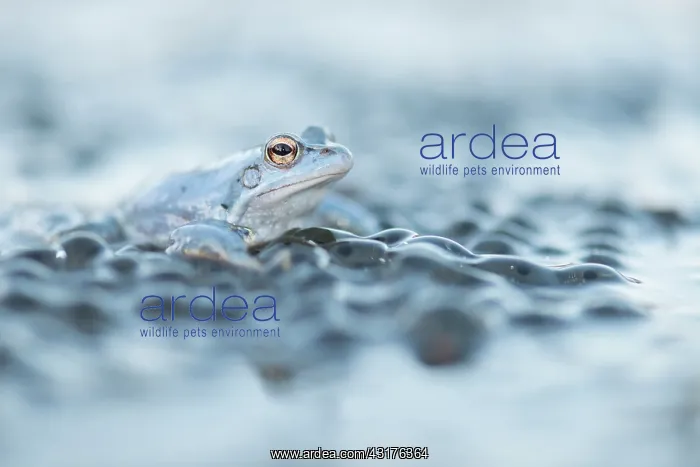  : Moor Frog (Rana arvalis) blue male sitting on top of large amount of eggs