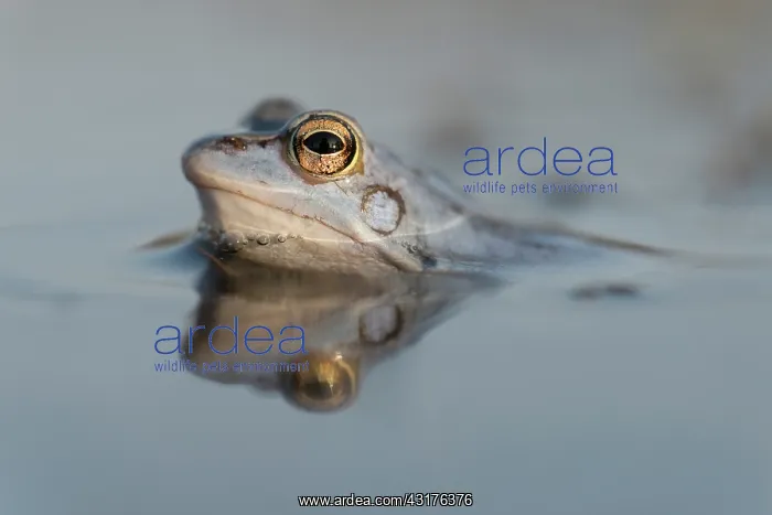 : Moor Frog (Rana arvalis) blue male portrait in water : Moor Frog (Rana arvalis) blue male portrait in water