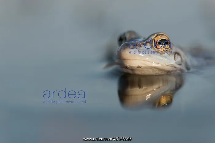  : Moor Frog (Rana arvalis) blue male portrait in water