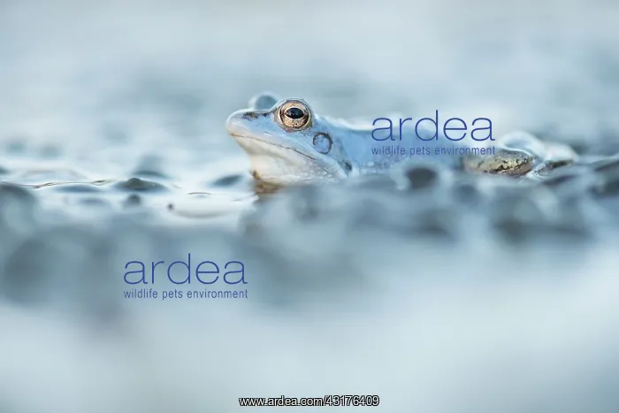 : Moor Frog (Rana arvalis) blue male sitting on top of large amount of eggs : Moor Frog (Rana arvalis) blue male sitting on top of large amount of eggs