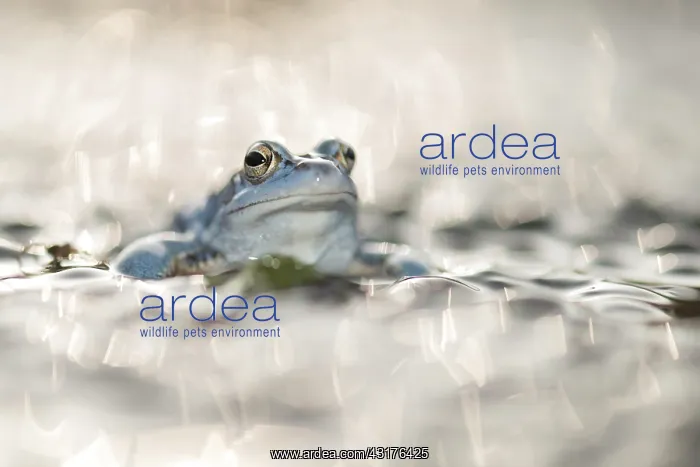 : Moor Frog (Rana arvalis) blue male sitting on top of large amount of eggs in backlight : Moor Frog (Rana arvalis) blue male sitting on top of large amount of eggs in backlight