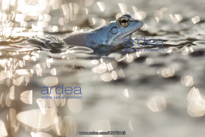 : Moor Frog (Rana arvalis) blue male sitting on top of large amount of eggs in backlight : Moor Frog (Rana arvalis) blue male sitting on top of large amount of eggs in backlight