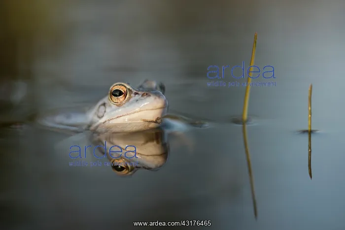 : Moor Frog (Rana arvalis) blue male portrait in water : Moor Frog (Rana arvalis) blue male portrait in water