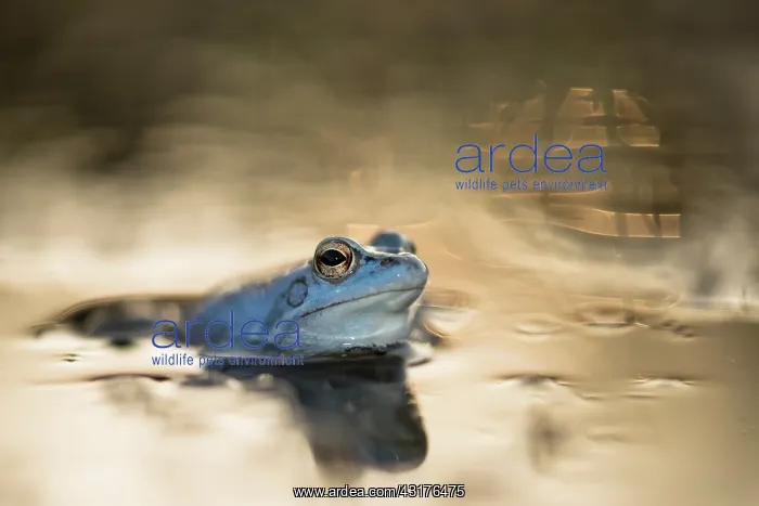 : Moor Frog (Rana arvalis) blue male at sunset with sun reflecting in the water : Moor Frog (Rana arvalis) blue male at sunset with sun reflecting in the water