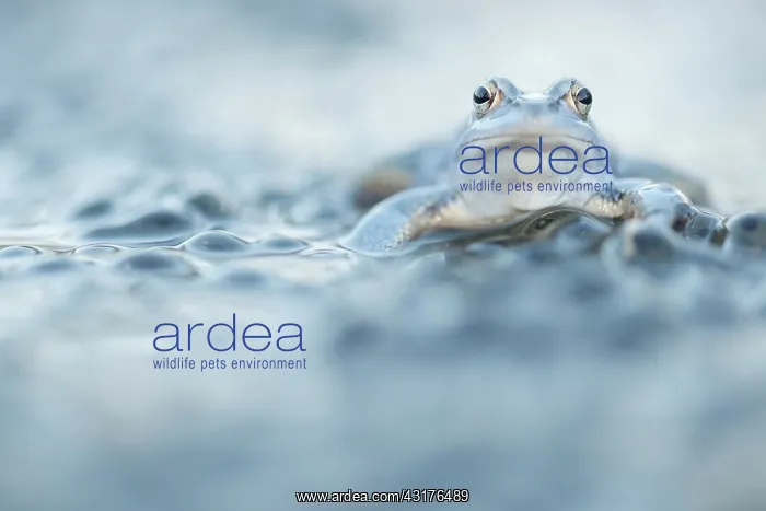 : Moor Frog (Rana arvalis) blue male sitting on top of large amount of eggs : Moor Frog (Rana arvalis) blue male sitting on top of large amount of eggs