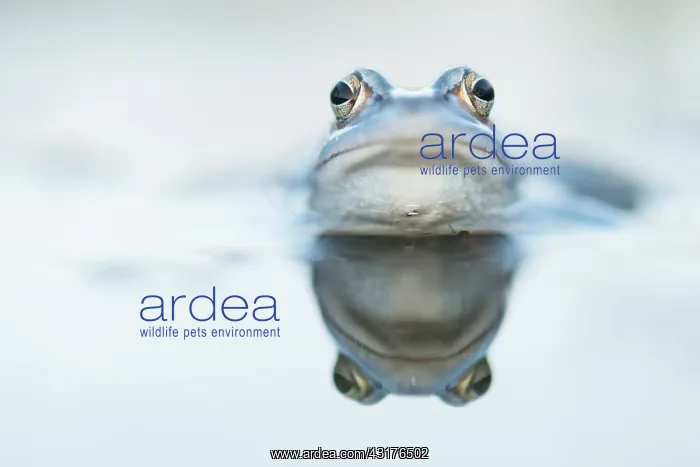 : Moor Frog (Rana arvalis) blue male portrait in water : Moor Frog (Rana arvalis) blue male portrait in water