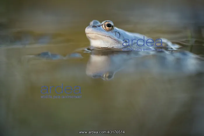 : Moor Frog (Rana arvalis) blue male in water, The Netherlands, Limburg, Ravenvennen : Moor Frog (Rana arvalis) blue male in water, The Netherlands, Limburg, Ravenvennen