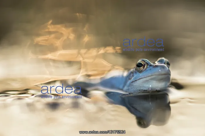 : Moor Frog (Rana arvalis) blue male at sunset with sun reflecting in the water : Moor Frog (Rana arvalis) blue male at sunset with sun reflecting in the water