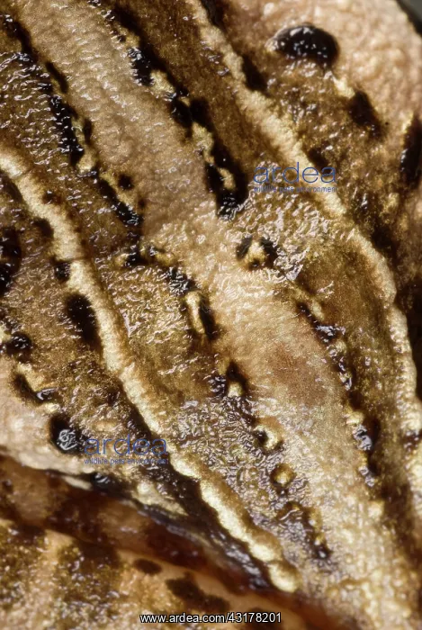 : Moor Frog (Rana arvalis) detail of the back of a female : Moor Frog (Rana arvalis) detail of the back of a female