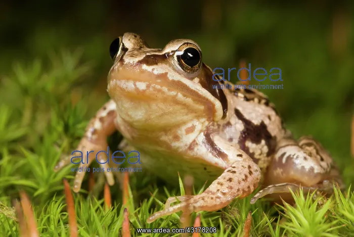  : Moor Frog (Rana arvalis) female on moss