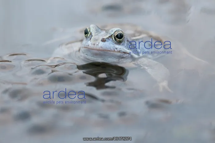 : Moor Frog (Rana arvalis) male at breeding site in moor fen amidst a large amount of spawn : Moor Frog (Rana arvalis) male at breeding site in moor fen amidst a large amount of spawn