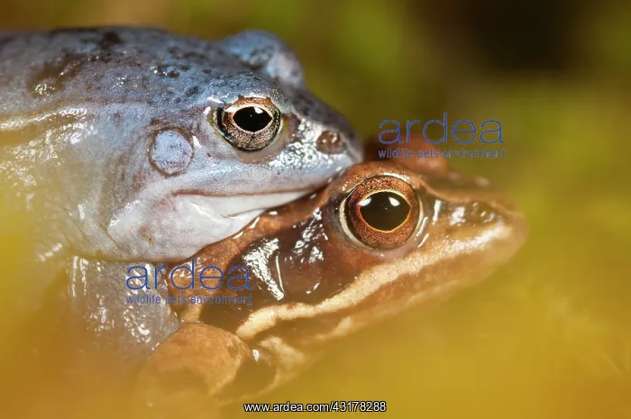 : Moor Frog (Rana arvalis) close up of mating couple with blue male : Moor Frog (Rana arvalis) close up of mating couple with blue male