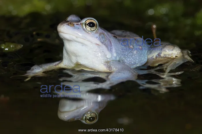 : Moor Frog (Rana arvalis) male in blue mating colours amidst spawn : Moor Frog (Rana arvalis) male in blue mating colours amidst spawn