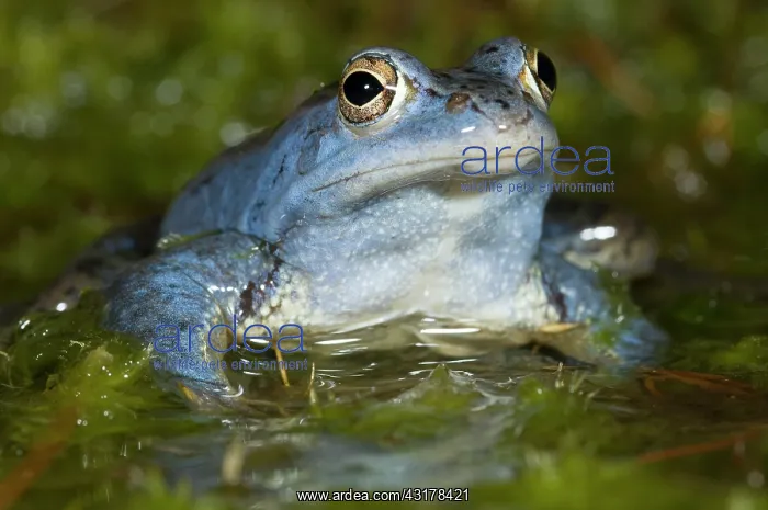 : Moor Frog (Rana arvalis) male in blue mating colours : Moor Frog (Rana arvalis) male in blue mating colours