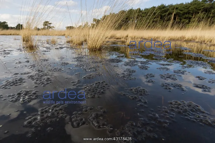: Moor Frog. View over moor fen showing a large amount of Moor Frog (Rana arvalis) spawn : Moor Frog. View over moor fen showing a large amount of Moor Frog (Rana arvalis) spawn