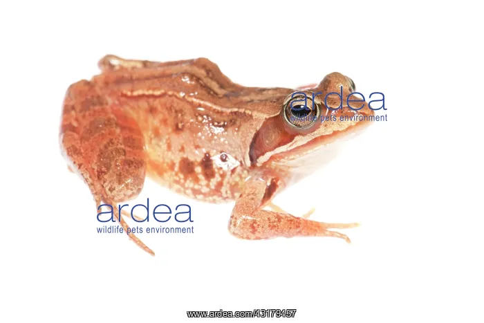 : Moor Frog (Rana arvalis) female isolated on white background : Moor Frog (Rana arvalis) female isolated on white background