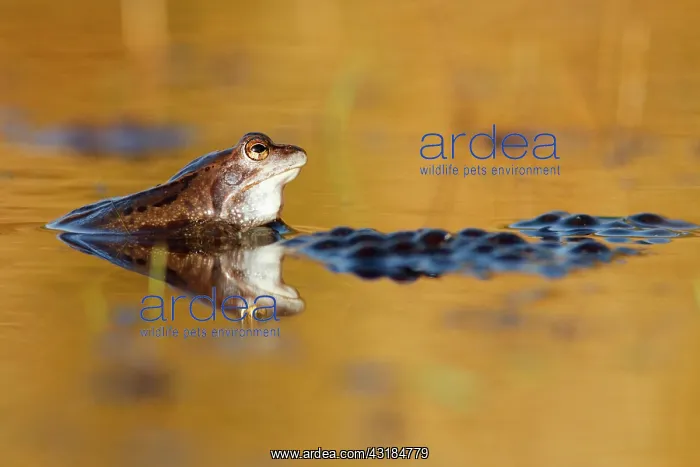 : Moor Frog (Rana arvalis) male monitoring the spawn during the mating season.The : Moor Frog (Rana arvalis) male monitoring the spawn during the mating season.The