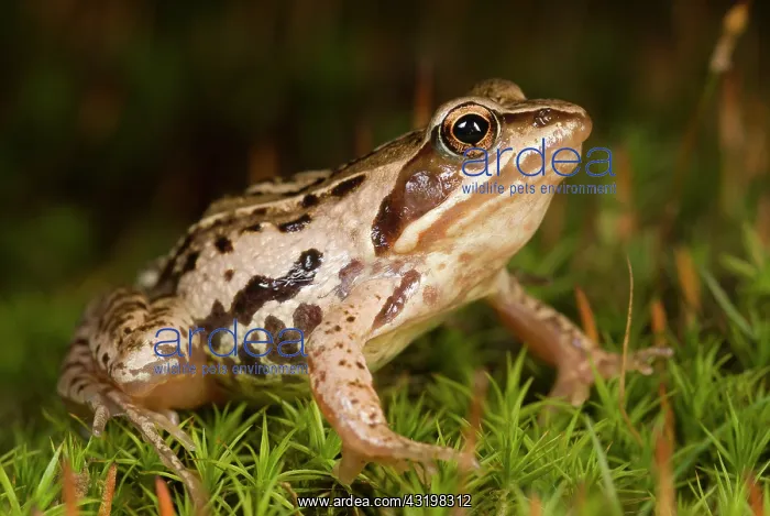  : Moor Frog (Rana arvalis) female on moss