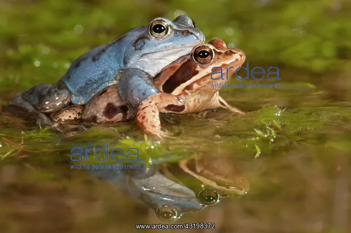 : Moor Frog (Rana arvalis) mating couple with blue male : Moor Frog (Rana arvalis) mating couple with blue male