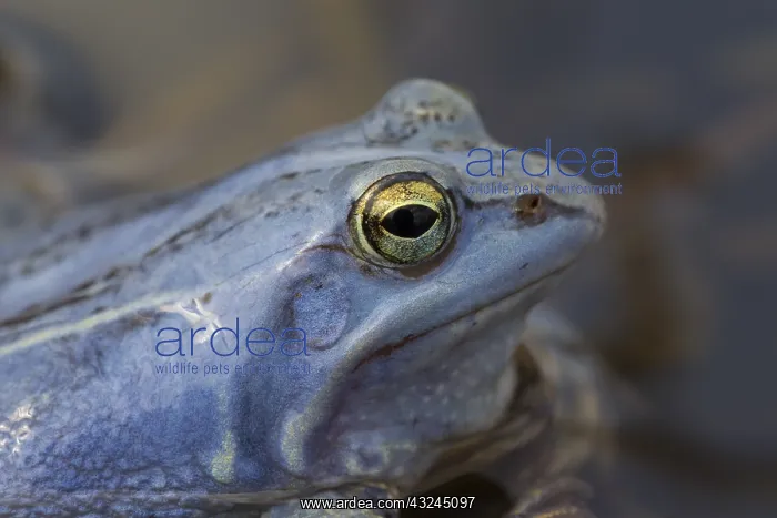  : Moor Frog - blue coloured male - Germany