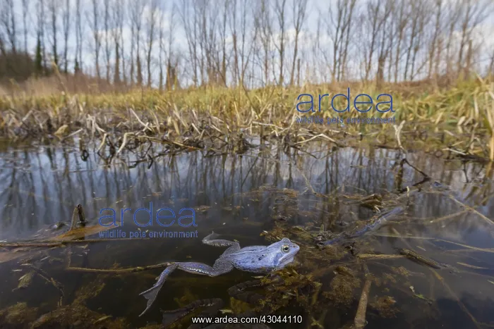 : Moor Frog - blue coloured male in shallow water - Germany : Moor Frog - blue coloured male in shallow water - Germany