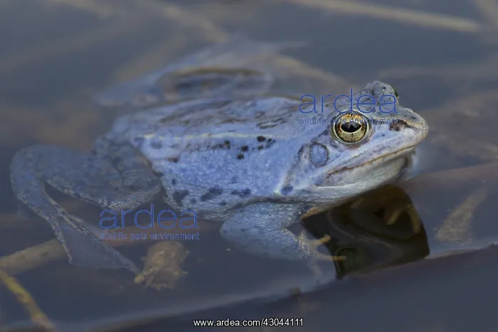  : Moor Frog - blue coloured male in shallow water - Germany