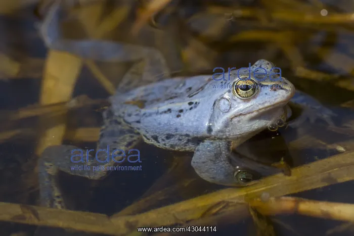 : Moor Frog - blue coloured male in shallow water - Germany : Moor Frog - blue coloured male in shallow water - Germany