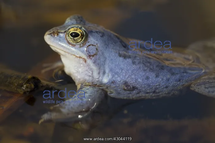 : Moor Frog - blue coloured male in shallow water - Germany : Moor Frog - blue coloured male in shallow water - Germany