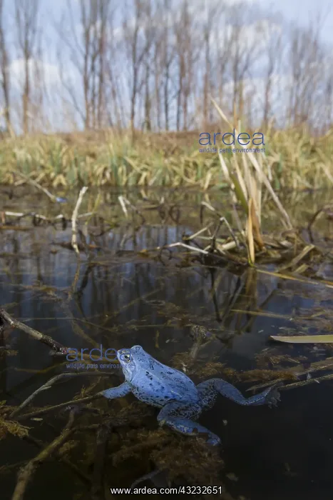 : Moor Frog - blue coloured male in shallow water - Germany : Moor Frog - blue coloured male in shallow water - Germany