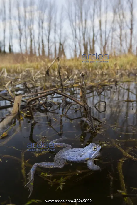 : Moor Frog - blue coloured male in shallow water - Germany : Moor Frog - blue coloured male in shallow water - Germany