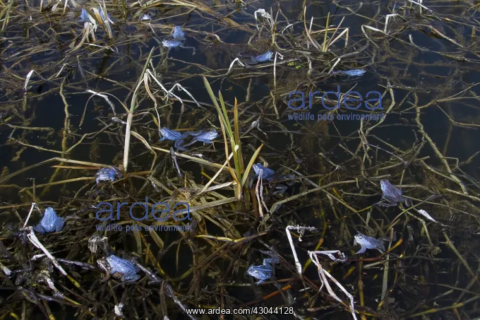 : Moor Frog - blue coloured males in shallow water - Germany : Moor Frog - blue coloured males in shallow water - Germany