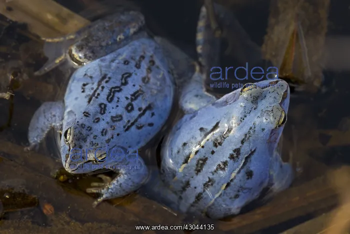 : Moor Frog - blue coloured males in shallow water - Germany : Moor Frog - blue coloured males in shallow water - Germany