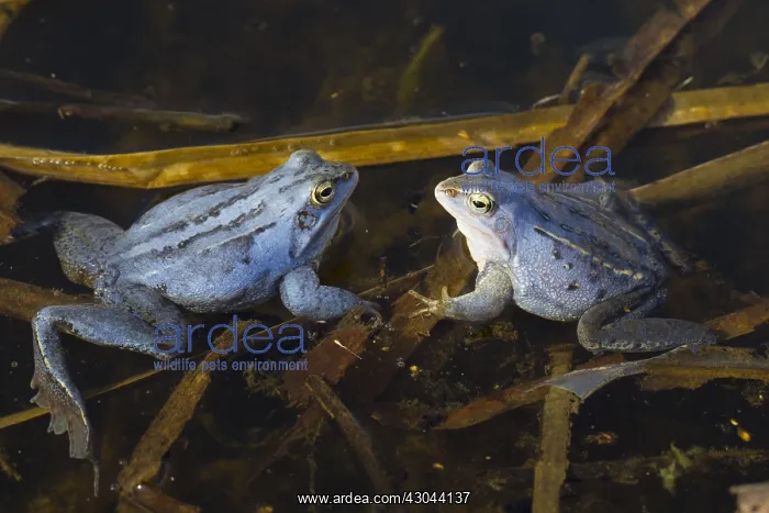 : Moor Frog - blue coloured males in shallow water - Germany : Moor Frog - blue coloured males in shallow water - Germany