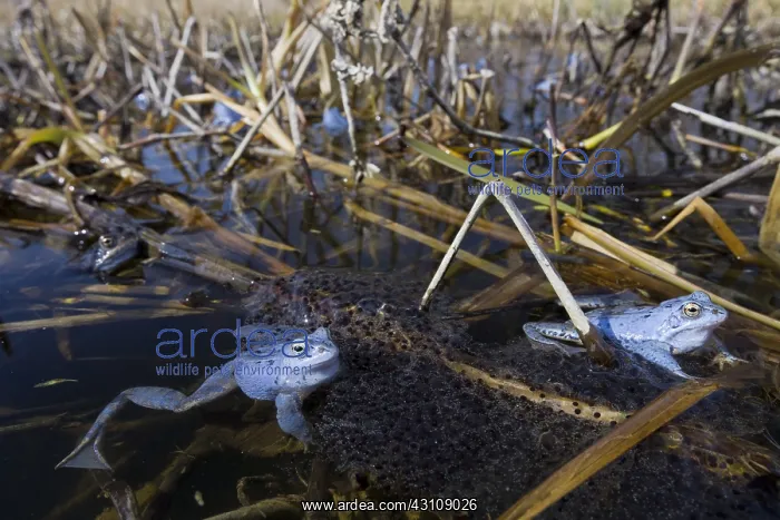 : Moor Frog - blue coloured males in shallow water - Germany : Moor Frog - blue coloured males in shallow water - Germany