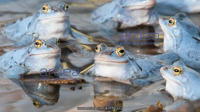 : Moor frog, Goldenstedt, Lower Saxony : Moor frog, Goldenstedt, Lower Saxony