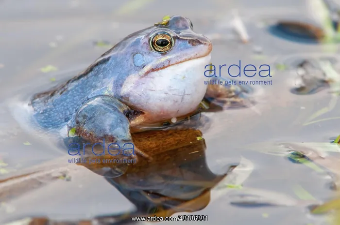 : Moor frog, Goldenstedt, Lower Saxony : Moor frog, Goldenstedt, Lower Saxony