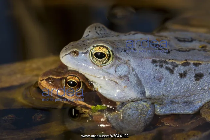  : Moor Frog - pair in shallow water - Germany