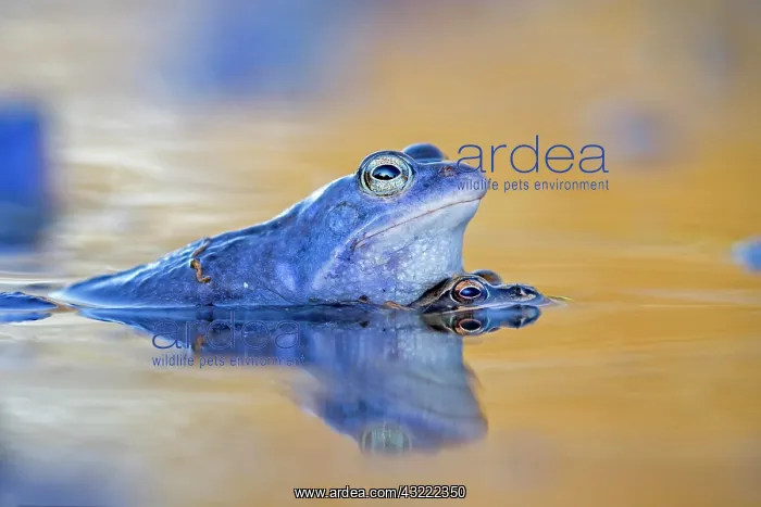 : Moor frog (Rana arvalis), blue male, pair mating : Moor frog (Rana arvalis), blue male, pair mating