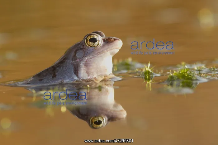 : Moor Frog (Rana arvalis) reflection in the wate : Moor Frog (Rana arvalis) reflection in the wate