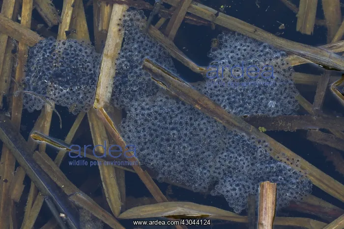 : Moor Frog - spawn shallow water - Germany : Moor Frog - spawn shallow water - Germany