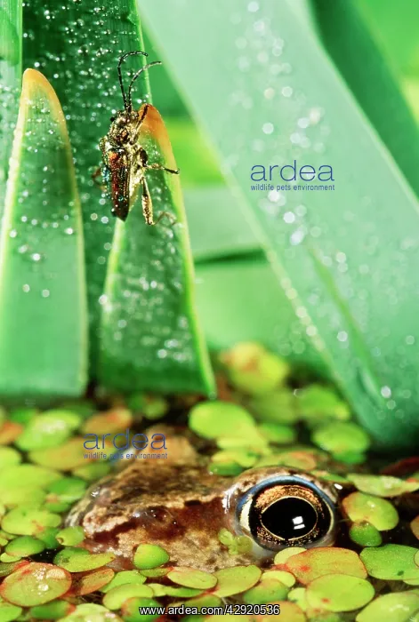 : Moor FROG - watching beetle (Donacia sp) : Moor FROG - watching beetle (Donacia sp)