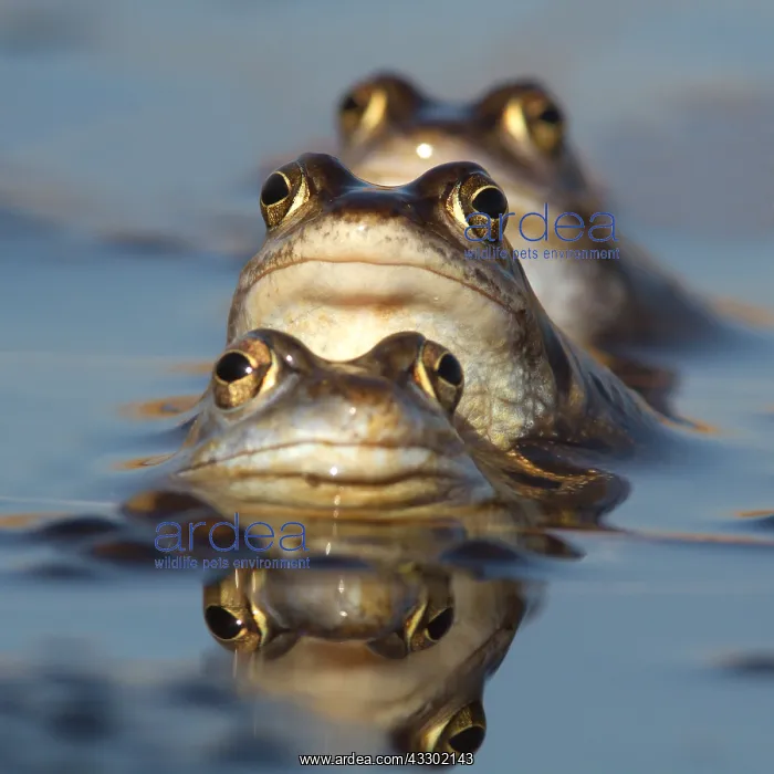 : Three Moor frogs (Rana arvalis) in a row, the N : Three Moor frogs (Rana arvalis) in a row, the N