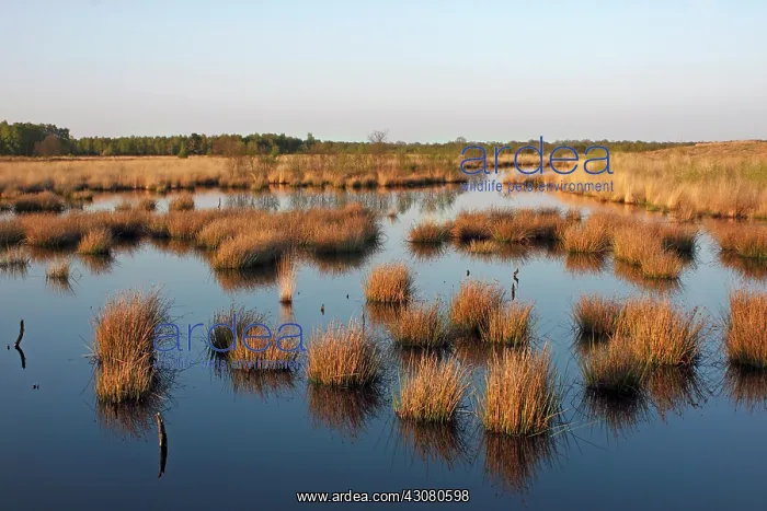 : Moor Grass : Moor Grass