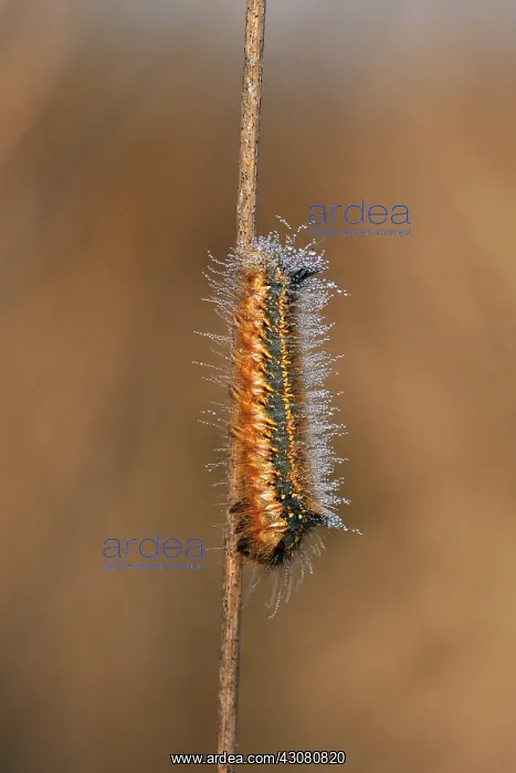  : Moor Grass