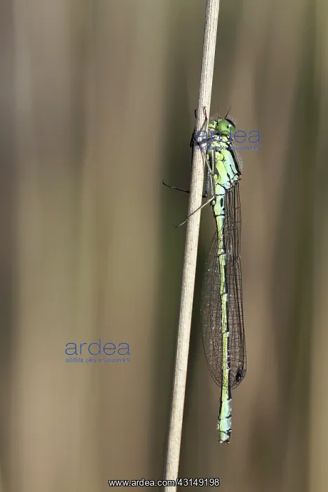 : Moor Grass : Moor Grass