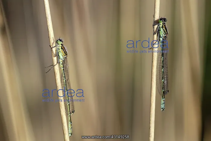 : Moor Grass : Moor Grass