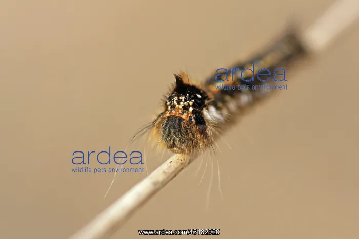 : Moor Grass : Moor Grass