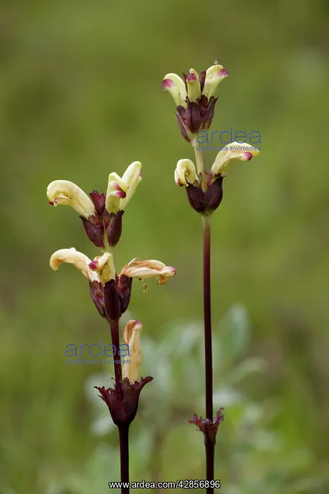 : Moor-king. A northern lousewort : Moor-king. A northern lousewort